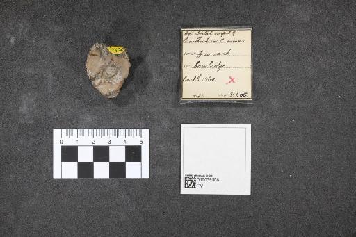 Ornithocheirus Seeley, 1870 - 010039508_L010092631