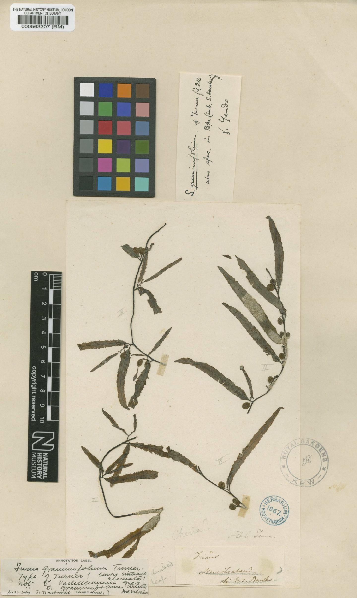 To NHMUK collection (Sargassum graminifolium (Turner) C.Agardh; Type; NHMUK:ecatalogue:4722809)