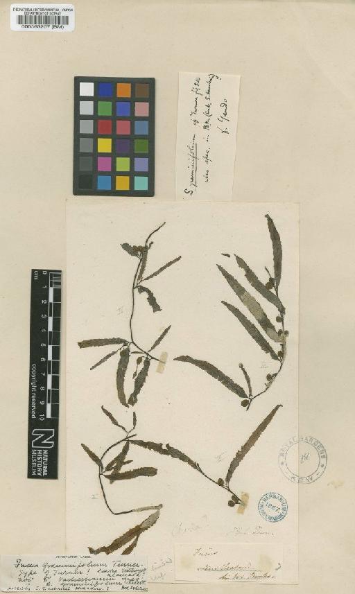 Sargassum graminifolium (Turner) C.Agardh - BM000563207