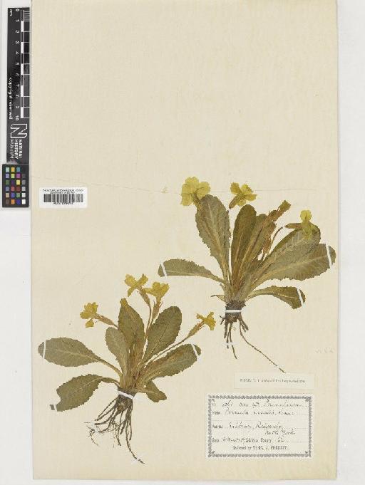 Primula vulgaris Huds. - BM001036787