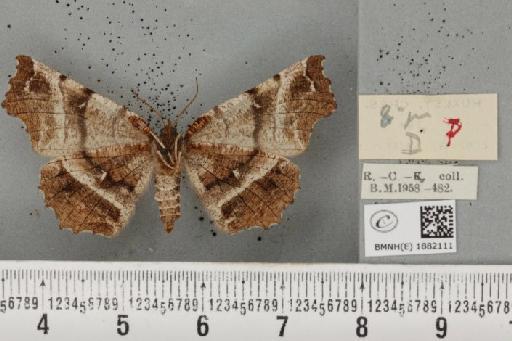 Selenia dentaria ab. extrema Smith, 1950 - BMNHE_1882111_a_447741