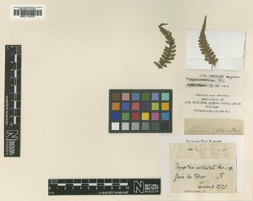 Athyrium dissitifolium (Baker) C.Chr. - BM001045328