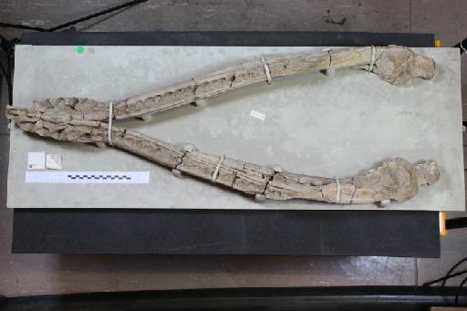 Liopleurodon ferox Sauvage, 1873 - 010037432_L010222072