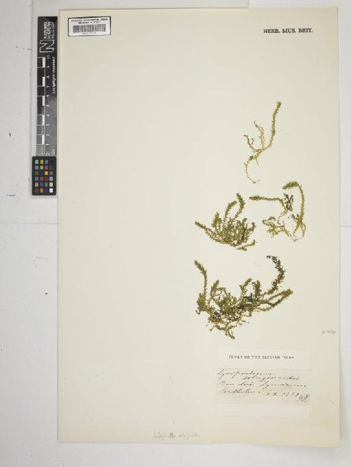 Selaginella selaginoides (L.) P.Beauv. ex Schrank & Mart. - BM001185407