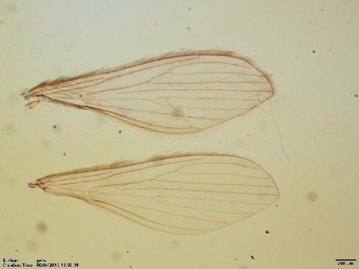 Lutzomyia (Helcocyrtomyia) hartmanni Fairchild & Hertig, 1957 - Lutzomyia_hartmanni-BMNH(E)1722008_PT-female_wings-2x.tif