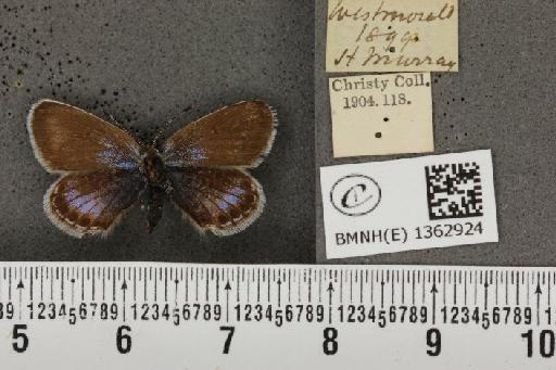 Plebejus argus masseyi Tutt, 1909 - BMNHE_1362924_161959