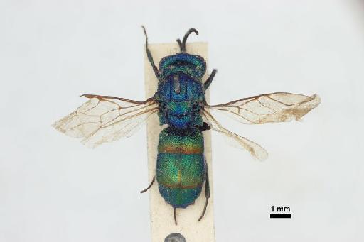 Chrysis sandaracata Bingham, C.T., 1903 - Chrysis_sandaracata-BMNH(E)#970888_type-dorsal-0_8X