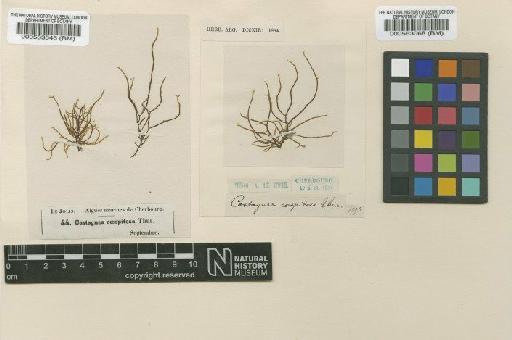 Sauvageaugloia griffithsiana (A.W.Griffiths ex Harv.) Hamel ex Kylin - BM000563068