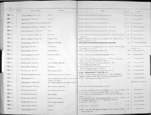Mitra brettinghami E. A. Smith, 1906 - Zoology Accessions Register: Mollusca: 1962 - 1969: page 205