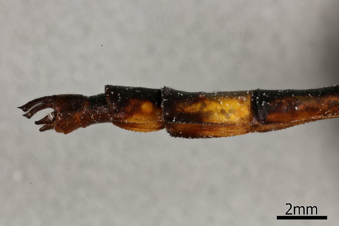Neurogomphus featheri