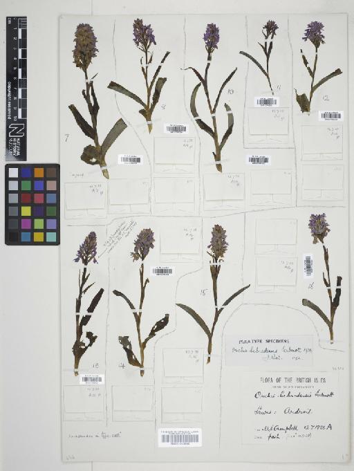 Dactylorhiza fuchsii subsp. hebridensis (Wilmott) Soó - 010766304