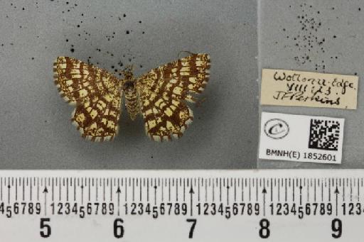Chiasmia clathrata clathrata (Linnaeus, 1758) - BMNHE_1852601_424214