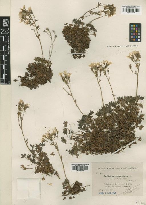 Saxifraga geranioides L. - BM000750589