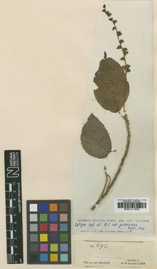 Acalypha insulana var. insulana Müll.Arg. - BM001014933