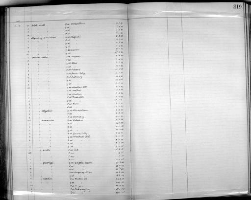 Hirundo albigularis albigularis - Zoology Accessions Register: Aves (Skins): 1904 - 1905: page 319