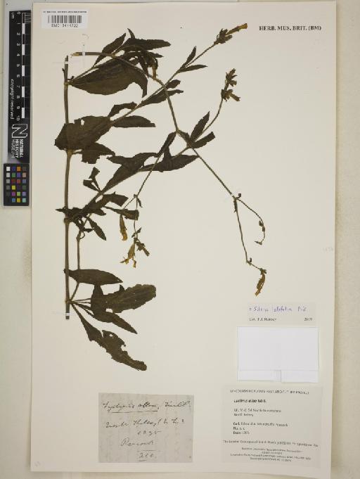 Silene latifolia Poir. - BM013414722