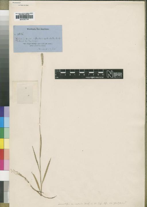 Sacciolepis auriculata Stapf - BM000923155