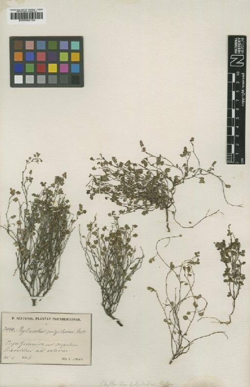 Phyllanthus polycladus Urb. - BM000947319