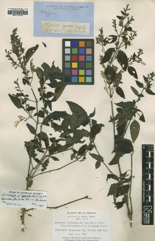 Hypoestes floribunda R.Br. - BM001041128