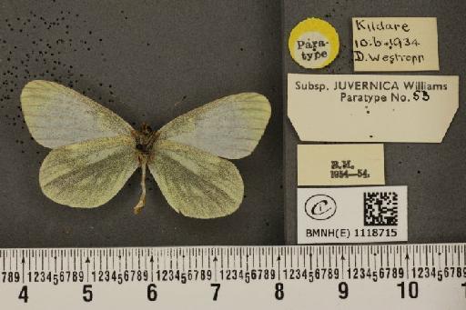 Leptidea sinapis juvernica Williams, 1946 - BMNHE_1118715_73916