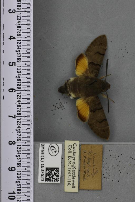 Macroglossum stellatarum (Linnaeus, 1758) - BMNHE_1637623_206175