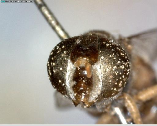 Kertesziomyia conducta (Walker, 1858) - Kertesziomyia conducta ST1 head front