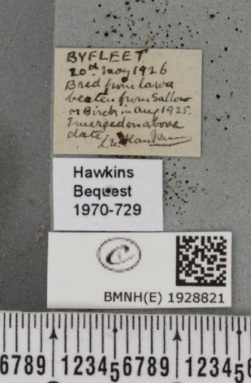 Cabera pusaria (Linnaeus, 1758) - BMNHE_1928821_label_494785