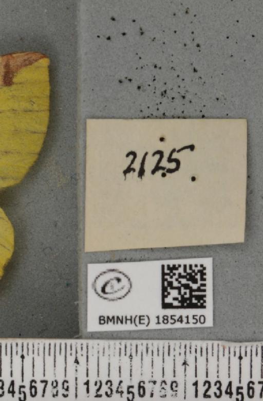 Opisthograptis luteolata (Linnaeus, 1758) - BMNHE_1854150_a_label_428084