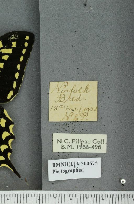 Papilio machaon britannicus ab. hiemalis Fettig, 1910 - BMNHE_500675_label_64270