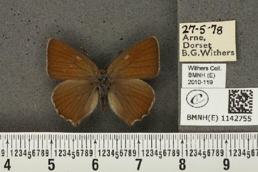 Callophrys rubi rubi (Linnaeus, 1758) - BMNHE_1142755_93410