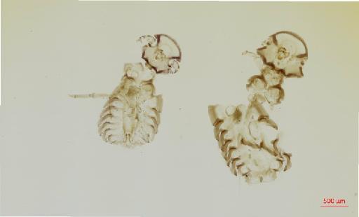 Goniodes cupido Rudow, 1870 - 010676363__2017_08_08-Scene-1-ScanRegion0