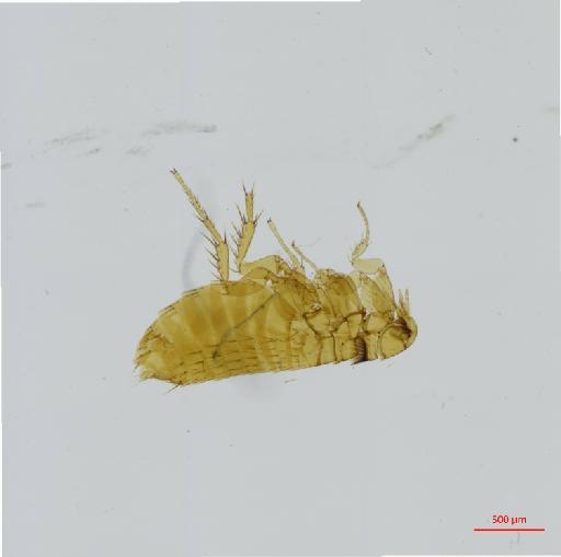 Palaeopsylla soricis vesperis Smit, 1975 - 010177331__2016_12_14-Scene-1-ScanRegion0