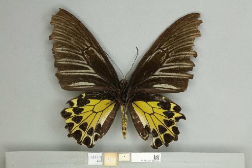 Troides helena spilotia Rothschild, 1908 - 013606199_additional