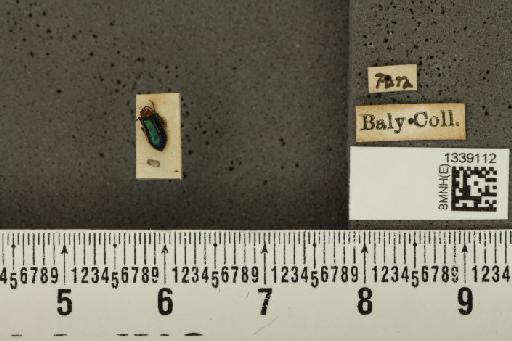 Cornubrotica dilaticornis (Baly, 1879) - BMNHE_1339112_22603