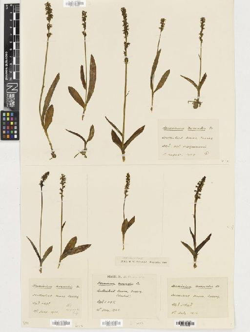 Herminium monorchis (L.) R.Br. - BM001080637