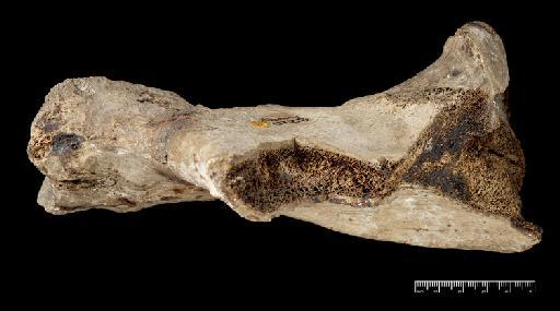 Macrauchenia patachonica Owen, 1840 - NHMUK PV M 43402 U (3).tif