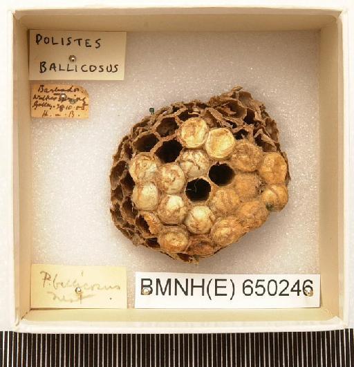 Polistes ballicosus - Hymenoptera Nest BMNH(E) 650246