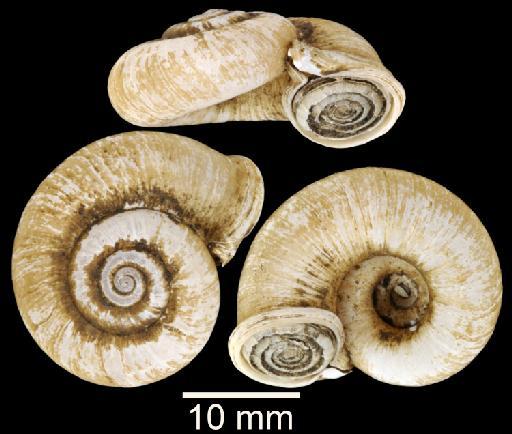 Pterocyclos diluvium Sutcharit & Panha, 2014 - Paratype NHMUK 20150078-Pterocyclos diluvium