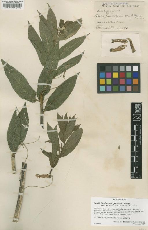 Lobelia laxiflora subsp. laxiflora Kunth - BM000041056