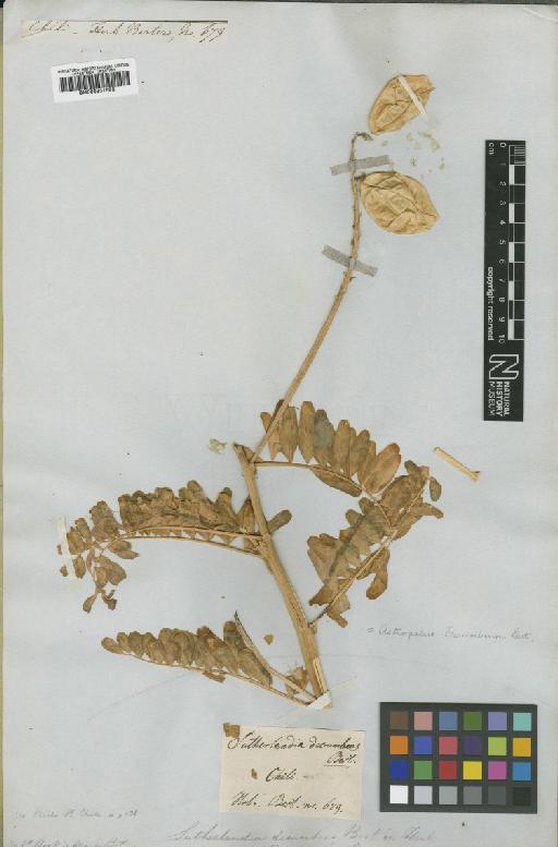 Astragalus darumbium (Bertero ex Colla) Clos - BM000931593