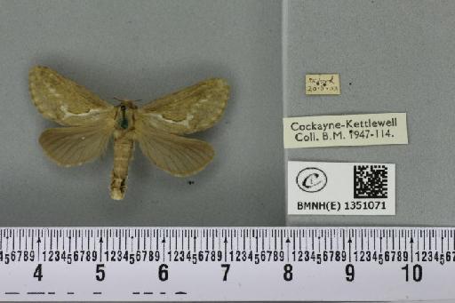 Korscheltellus lupulina ab. dacicus Caradja, 1893 - BMNHE_1351071_186190