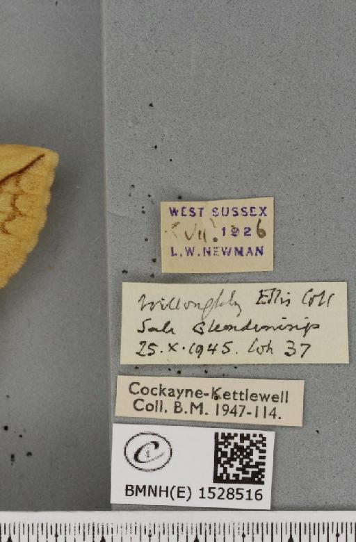 Euthrix potatoria ab. berolinensis Heyne, 1899 - BMNHE_1528516_label_197037