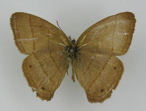 Euptychia disaffecta Butler & Druce, 1874 - BMNH(E)_ 1204756_Yphthimoides_(Euptychia)_renata_disaffecta_Butler_HT_male (3)