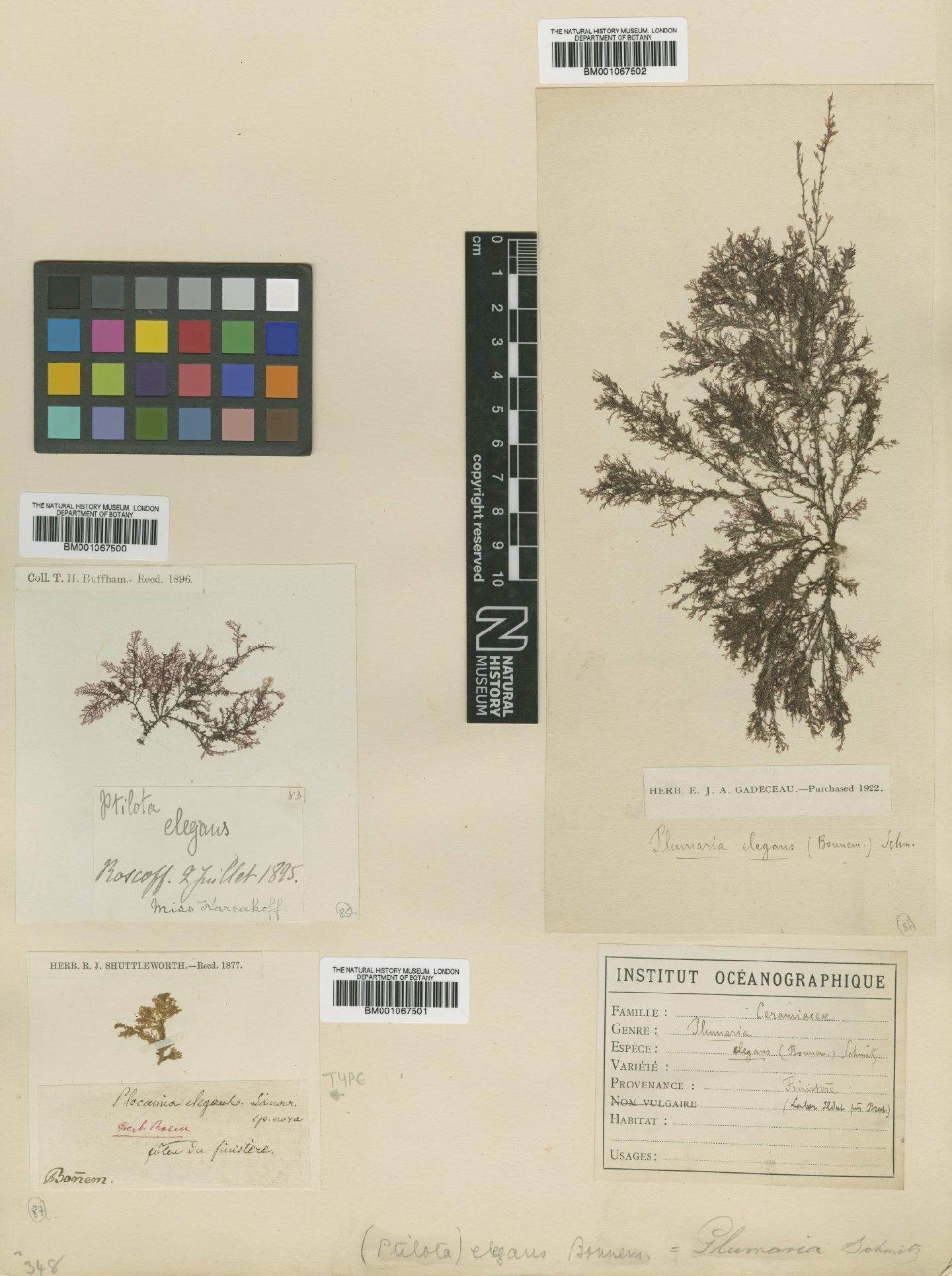 To NHMUK collection (Plumaria elegans (Bonnem.) F.Schmitz; NHMUK:ecatalogue:2298144)