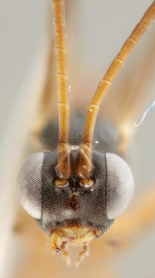Lissonota obsoleta Bridgman, 1889 - 010884919_Lissonota_obsoleta_face
