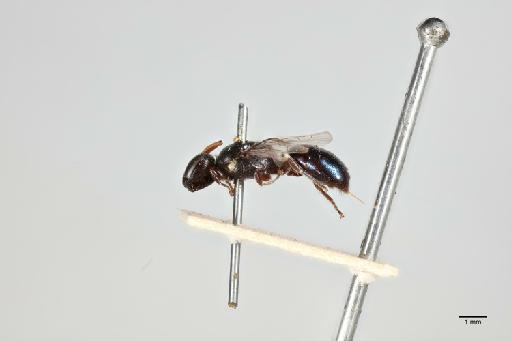 Hylaeus cyaneomicans Cockerell, 1910 - 014024313_lateral