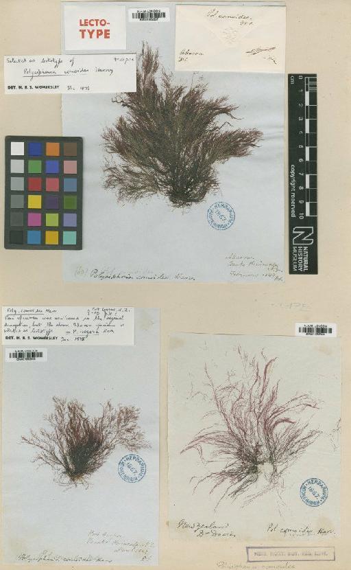 Polysiphonia isogona Kütz. - BM001082307