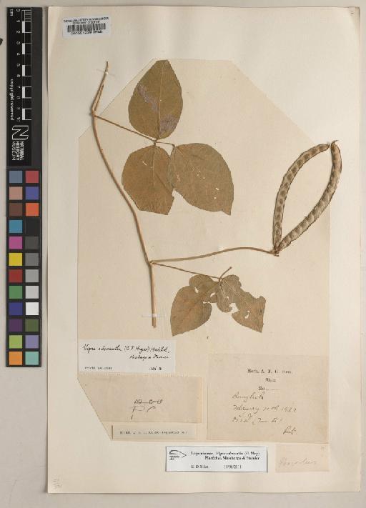 Vigna adenantha (G.Mey.) Maréchal, Mascherpa & Stainier - BM000551228