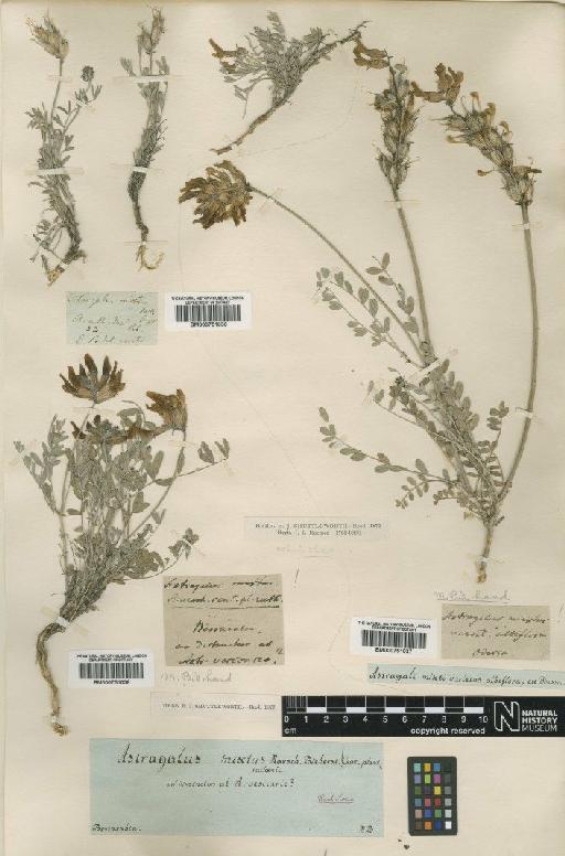 Astragalus vesicarius L. - BM000751036