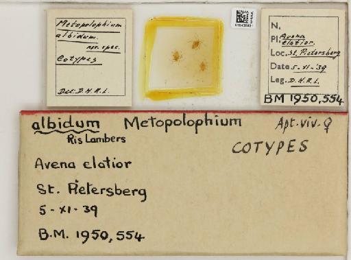 Metopolophium albidum Hille Ris Lambers, 1947 - 015439821_112694_1094989_157698_Type